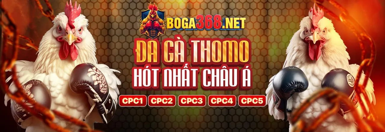 Sân đá gà trực tuyến tại cay388 hiện đang mở